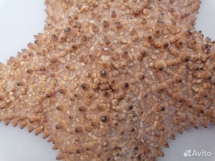 Морская звезда