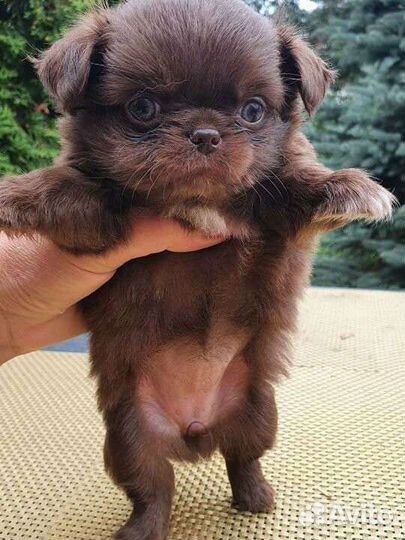 Чихуахуа девочка