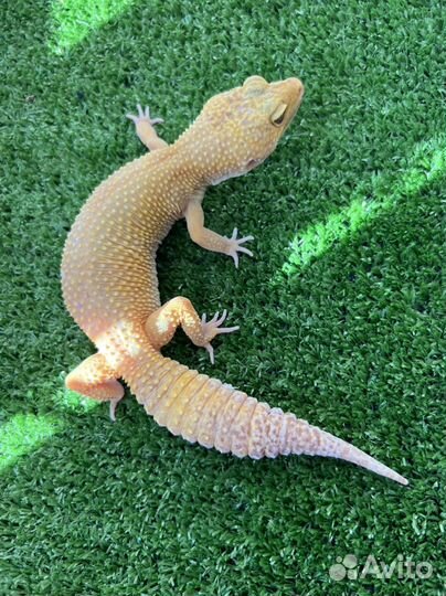 Эублефар самка