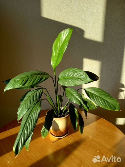 Спатифиллум