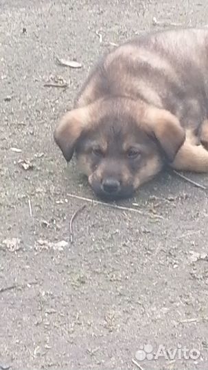 Отдам даром собачку