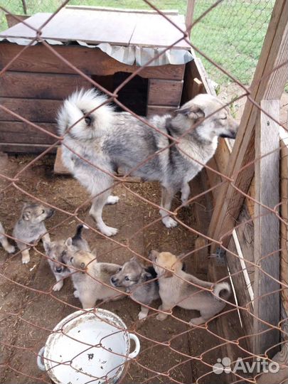 Щенки западно сибирской лайки