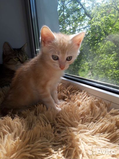 Котенок рыжий в добрые руки, бесплатно в дар полос