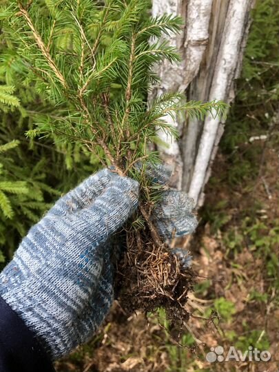 Саженцы ели