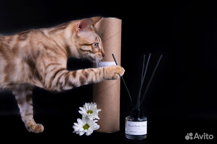 Вязка бенгальский кот Elisey Crimean Pride