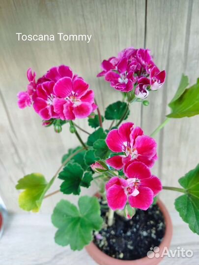 Пеларгония сортовая