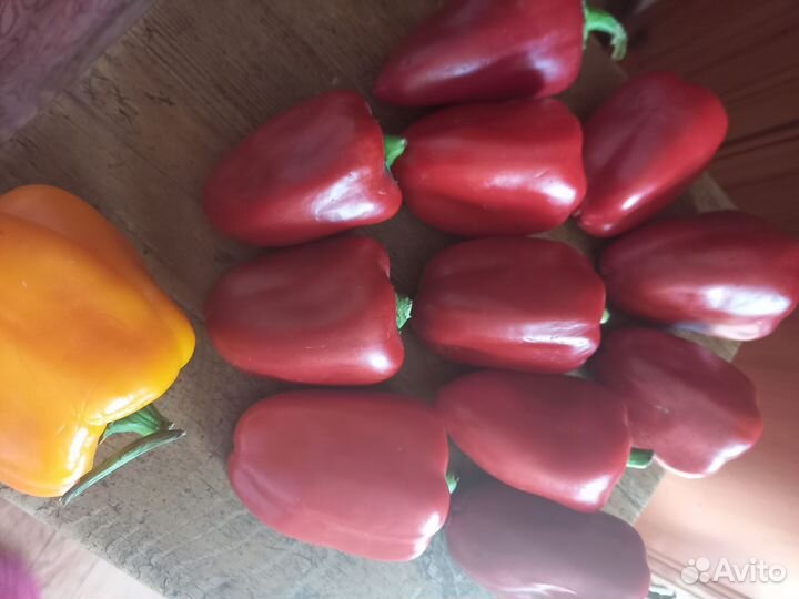 Перец Леся оранжевый