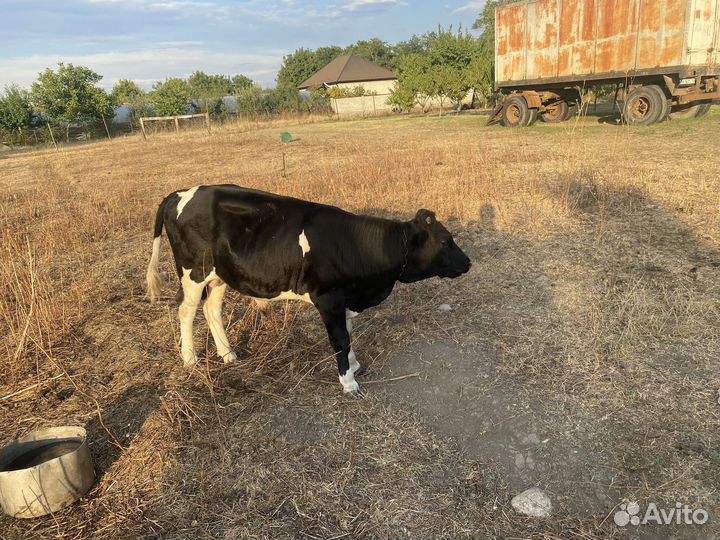 Бычки,торг уместен