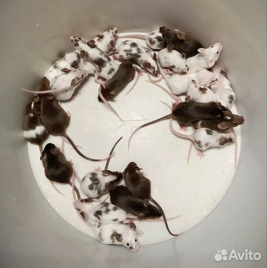 Мышки Декоративные