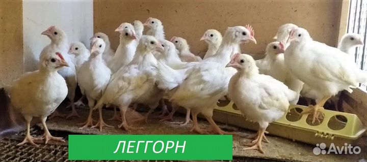 Цыплята месячные Адлерская Серебристая Леггорн