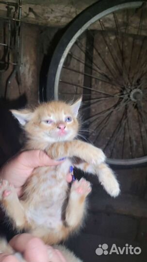 Котята девчушки бесплатно