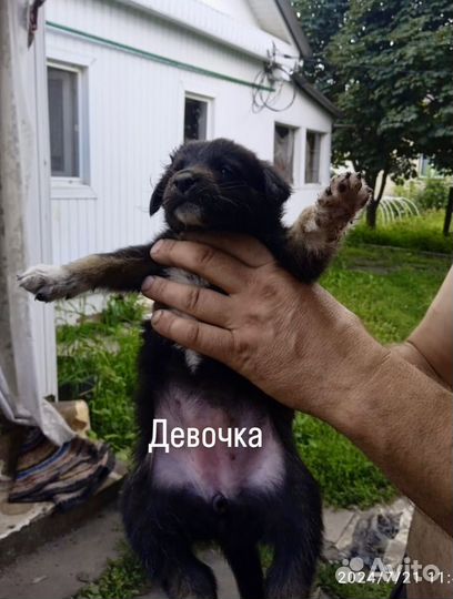 Щенки в добрые руки