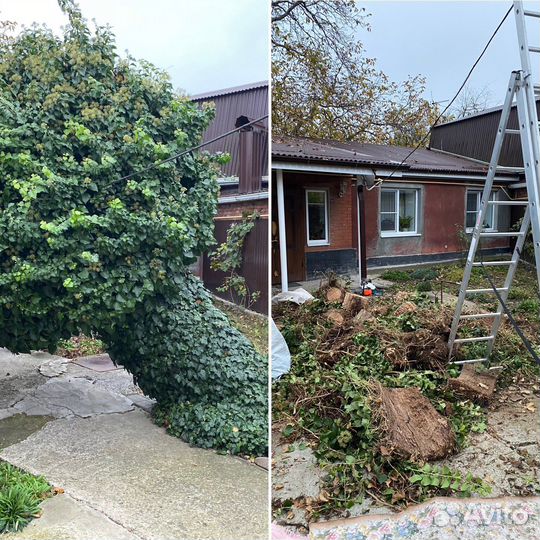 Спил деревьев