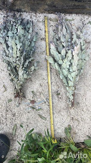 Веники серебристого эвкалипта