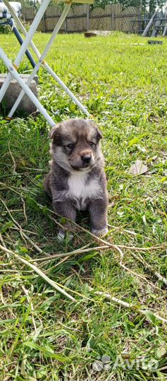 Собаки щенки лайки