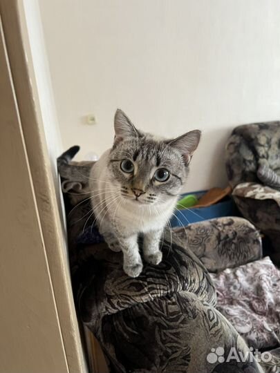 Отдам котика в самые добрые ручки