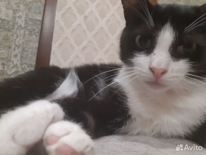 Отдам в добрые руки милого котёнка