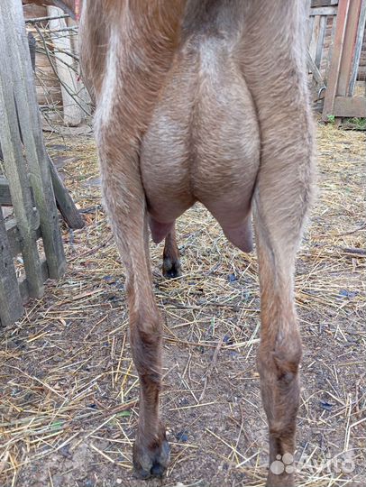 Коза дойная молодая