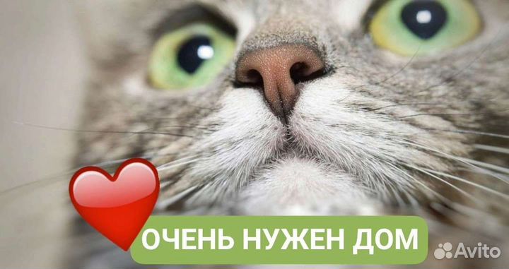 Кошка в дар