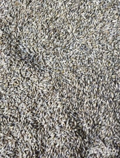 Зерно пшеница ячмень