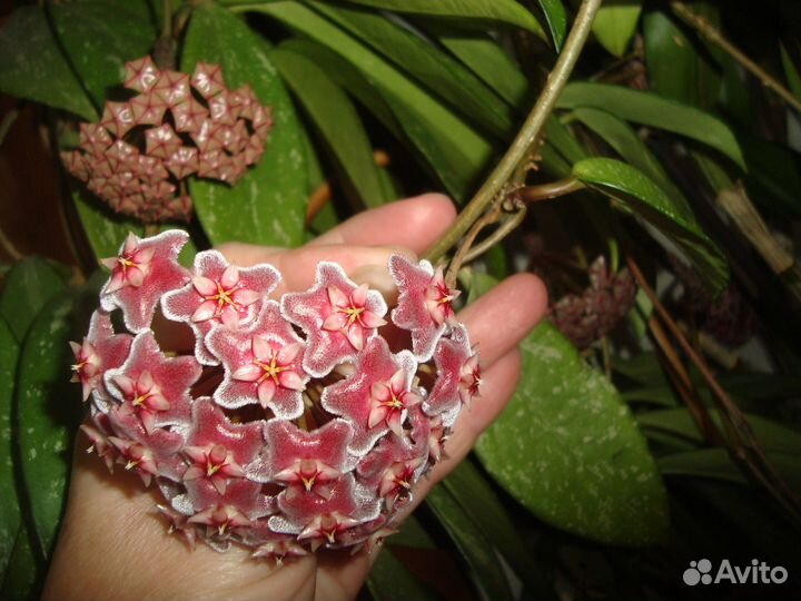 Хойи и не только