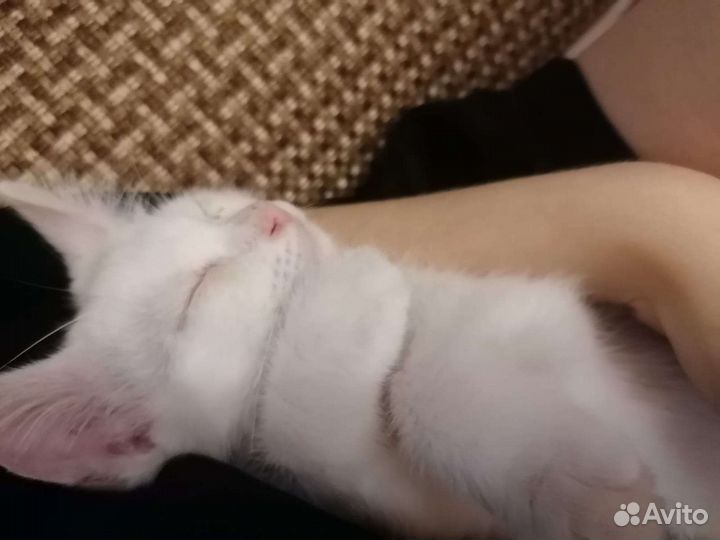 Кошка в дар