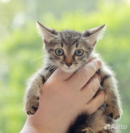 Котёнок 1.5 месяца