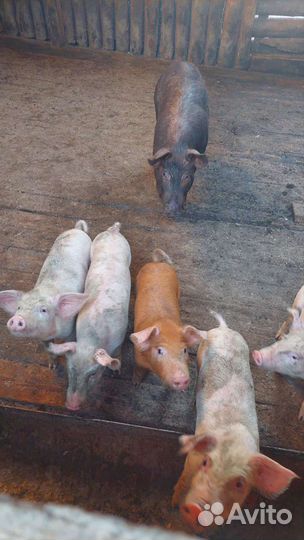 Поросята
