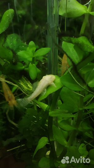 Сомики анциструсы