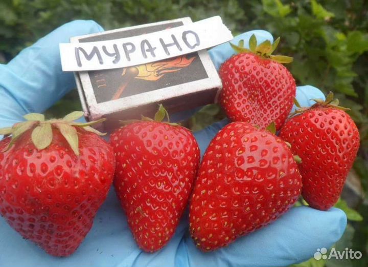 Клубника Вивара, Мальга, Мурано, Фурор и др