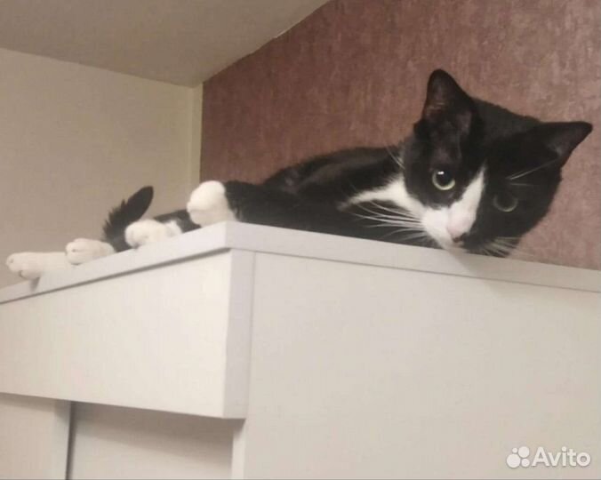 Котик ищет дом