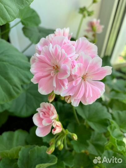 Пеларгония герань