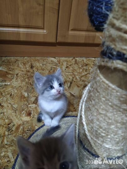 Котята в добрые руки бесплатно