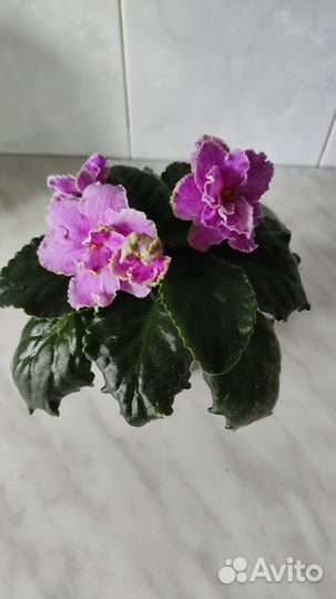 Сортовые фиалки