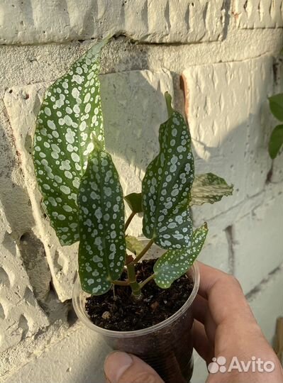 Тростниковые бегонии