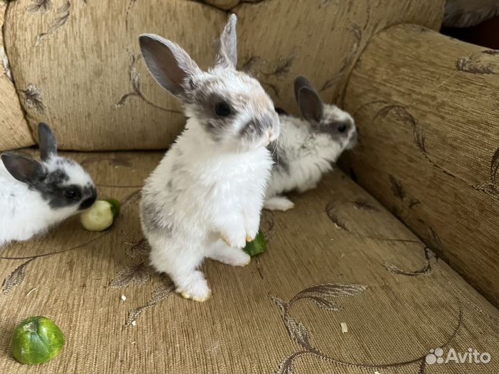 Декоративные кролики