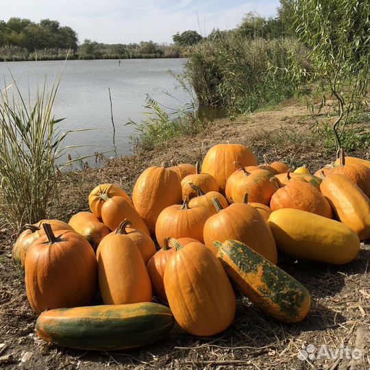 Декоративная тыква для хэллоуин