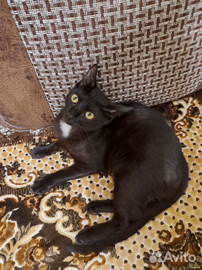 Котенок в добрые руки