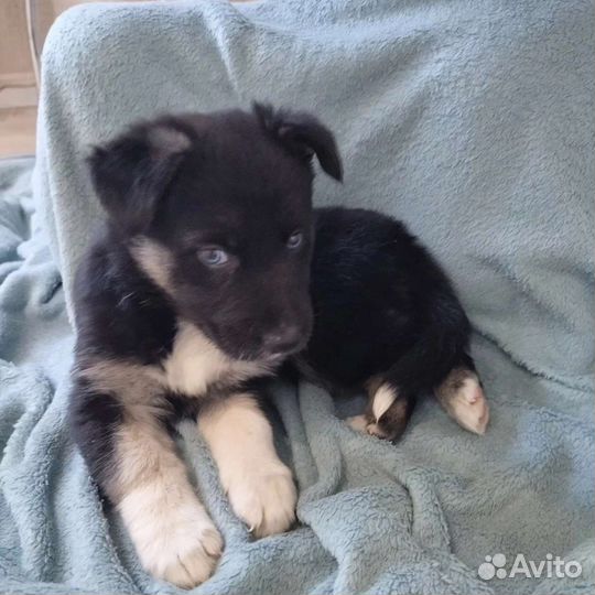 Щенок в добрые руки