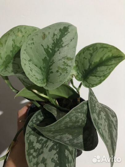 Сциндапсус пиктус