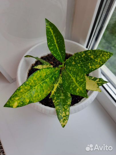 Кротон Аукуболистный