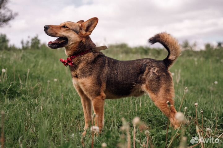 Стойкий солдатик Чич - собака в добрые руки