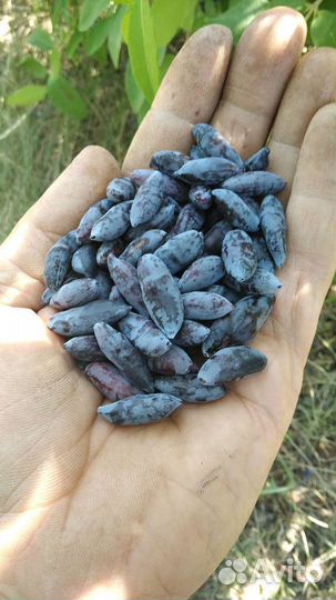 Саженцы персика, абрикоса, винограда, ежевики