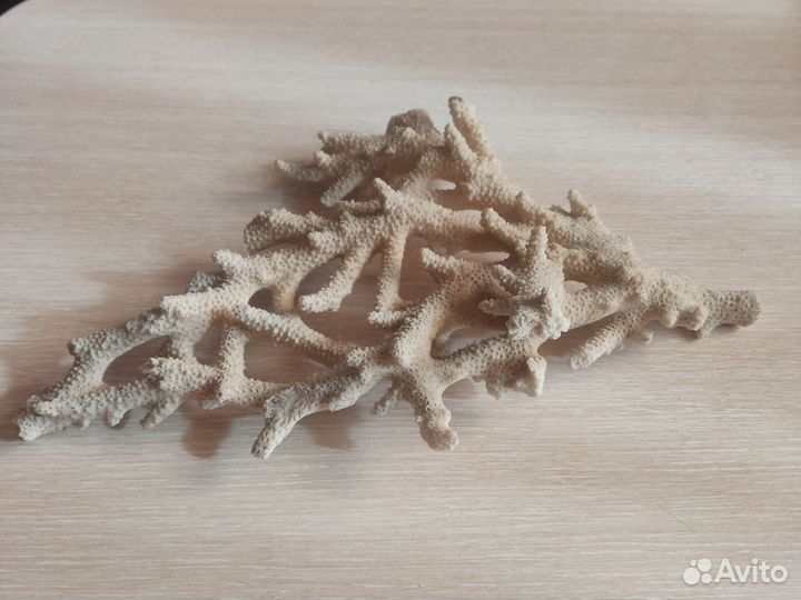 Коралл морской