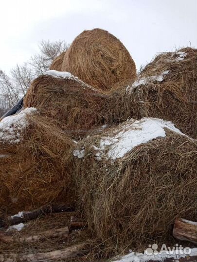 Сено в тюках