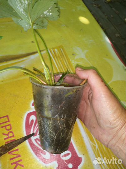 Клубника ремонтантная