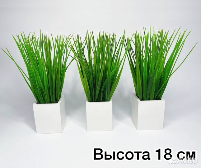 Осока в кашпо