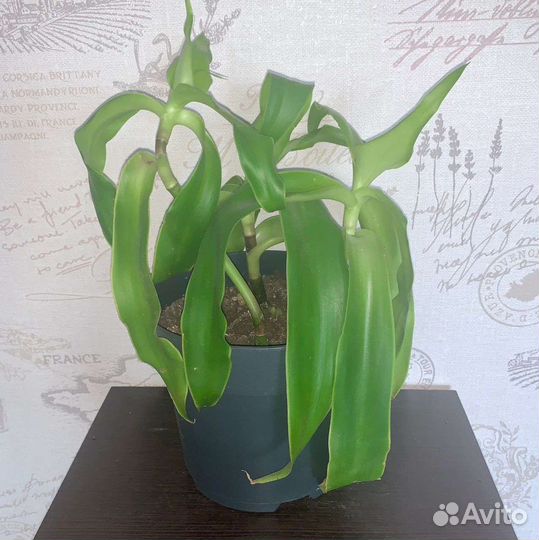 Цветы и растения для дома