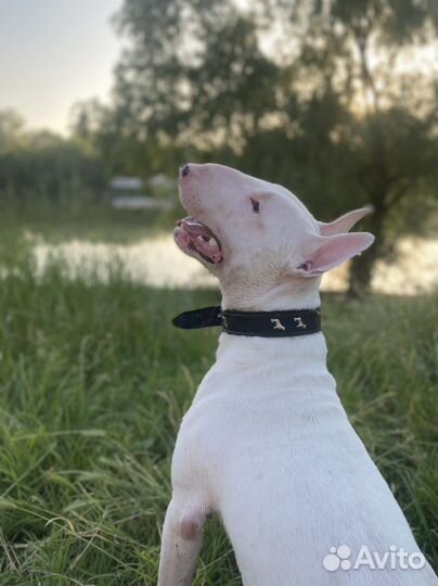 Бультерьер щенки бронь