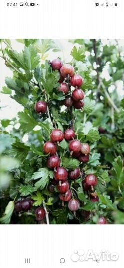 Красная смородина ягоды